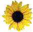 Kansas Heritage sunflower