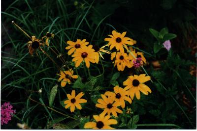 [image: native flowers]